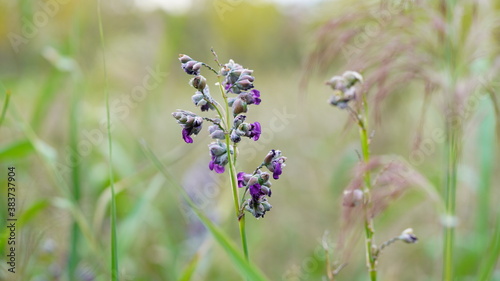 Sunny nature plant photography