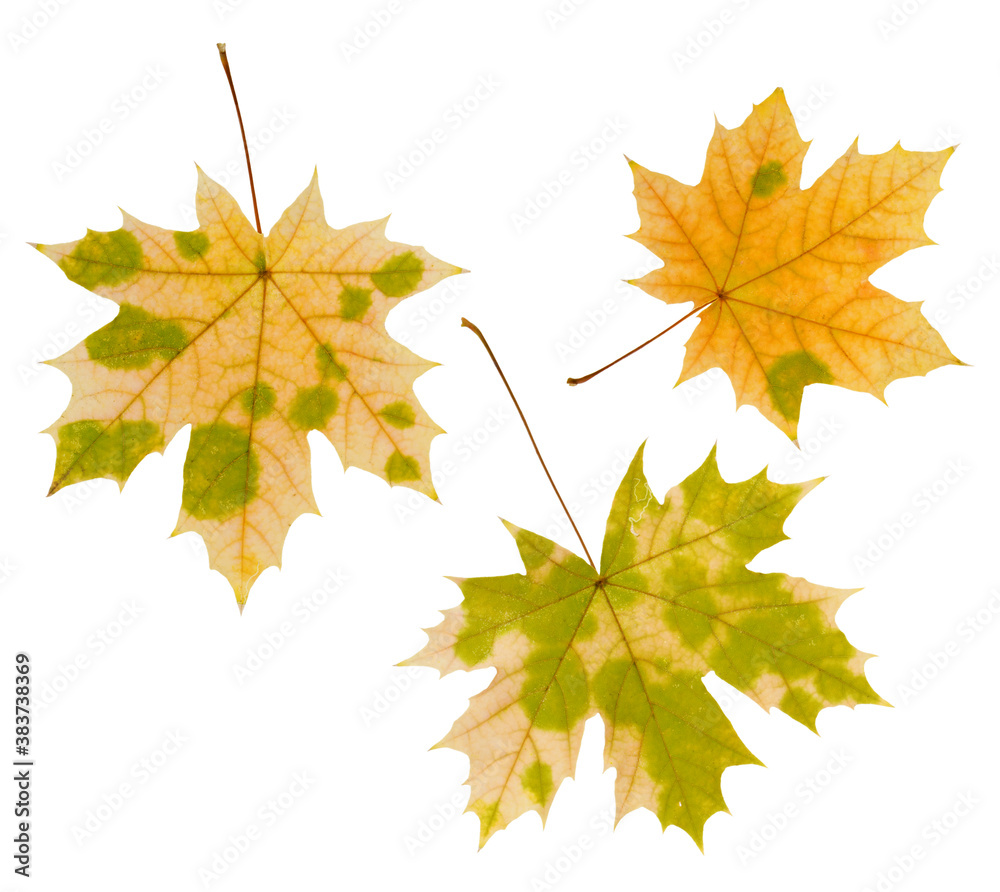 Yellow autumn maple leaves set isolated on white background Yellow autumn maple leaves set isolated on white background