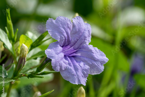 Waterkanon, Watrakanu, Minnieroot, Iron root, Feverroot, Popping pod, Trai-no, Toi ting.(Ruellia tuberosa Linn) Purple flowers, blur background photo