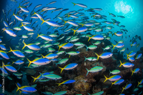 A school of yellow tail fusilier swim over the reef
