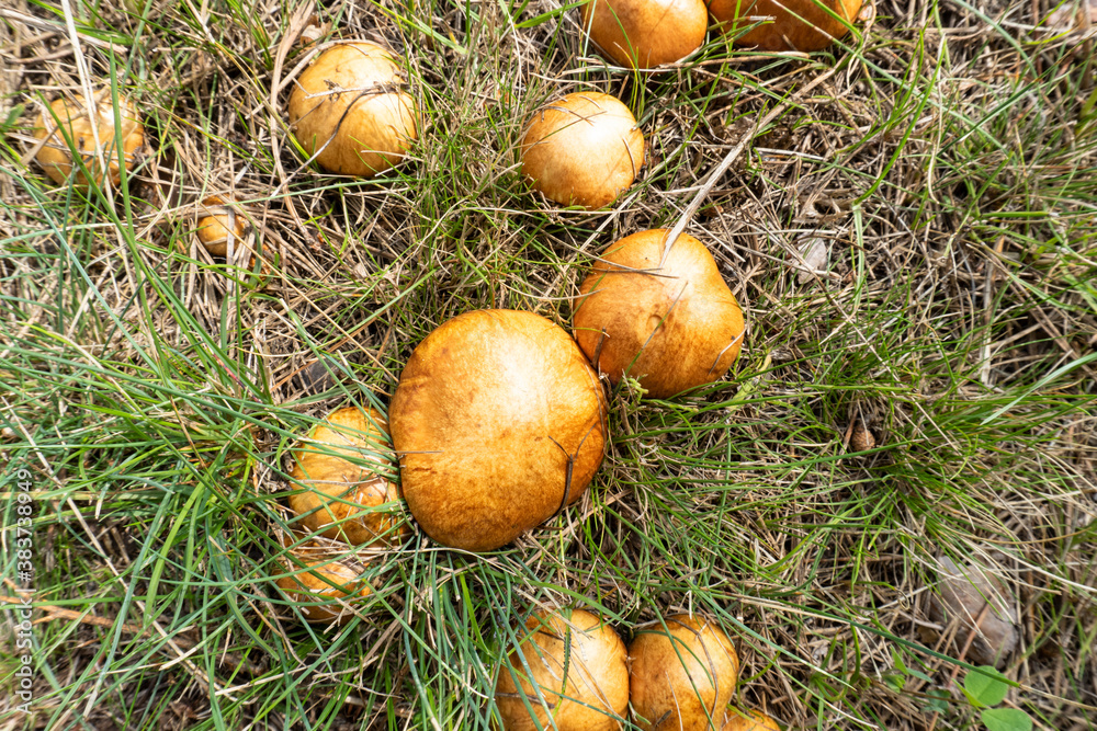 photo boletus mushrooms growing in the summer in the meadow photo boletus mushrooms growing in the summer in the meadow