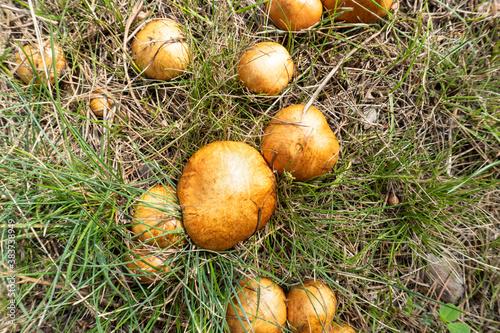 photo boletus mushrooms growing in the summer in the meadow