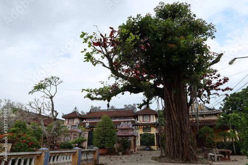 Hoi An, Vietnam, February 21, 2020: Large tree in the gardens of the Chùa Phước Lâm temple. Hoi An, Vietnam