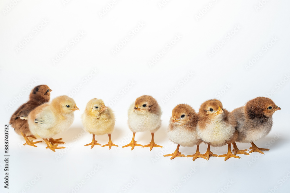 Fototapeta premium seven cute little chicken on white background closeup 