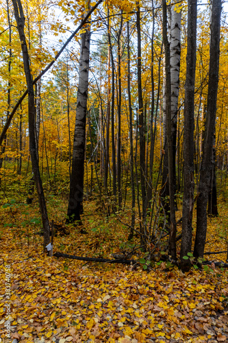 Autumn landscape, forest in autumn, yellow leaves. Beautiful background or screen saver on the phone and computer