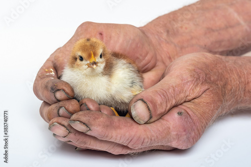 old farm hands hold a cute little chicken on white background closeup 