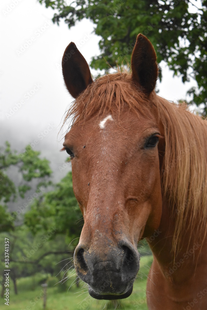 Fototapeta premium koń