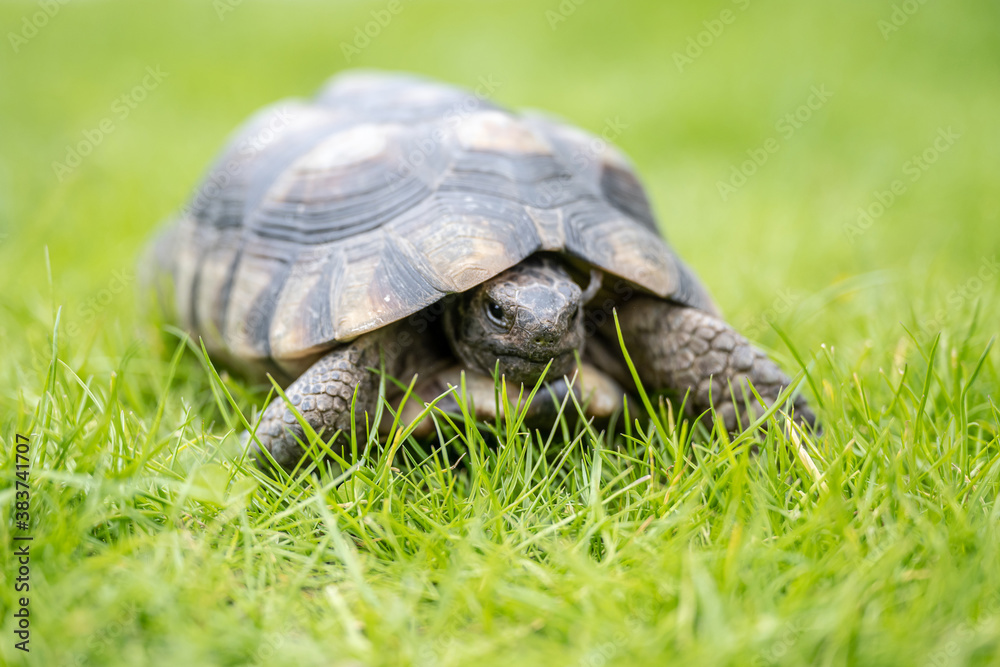 Turtle Testudo Marginata european landturtle walking on green grass closeup wildlife Turtle Testudo Marginata european landturtle walking on green grass closeup wildlife