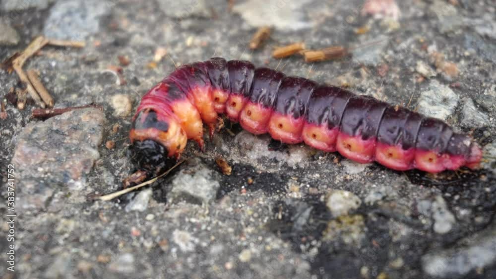 Large burgundy caterpillar, close-up, wildlife Large burgundy caterpillar, close-up, wildlife