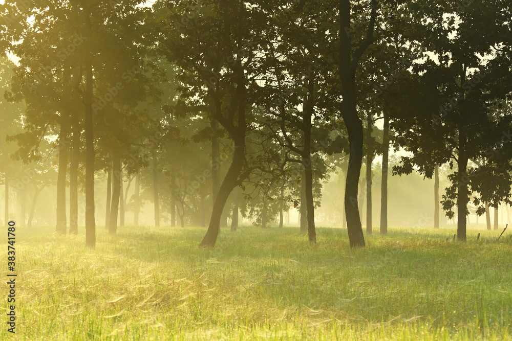 Rice fields in the morning with fog and tree background Rice fields in the morning with fog and tree background