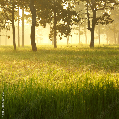 Rice fields in the morning with fog and tree background