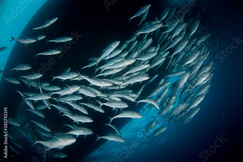A school of Trevally on the Reef