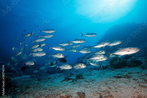 A school of Trevally on the Reef