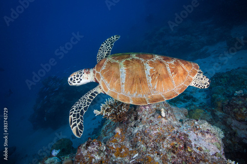 A Green Sea Turtle swims over the reef