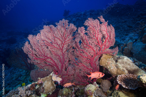 Fototapeta Naklejka Na Ścianę i Meble -  Colorful soft coral on the reef