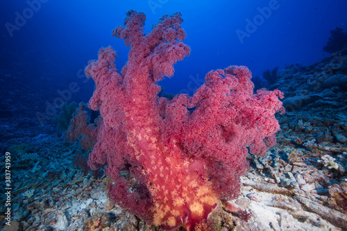 Colorful soft coral on the reef
