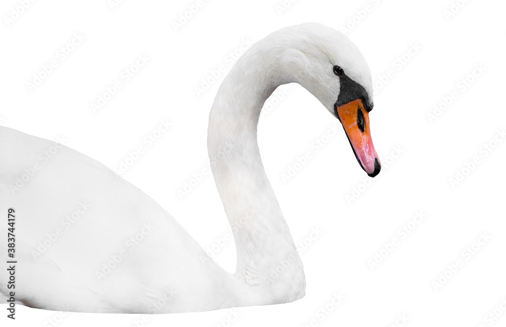 Fototapeta premium Head of white Swan isolated on white, swan portrait