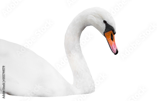Head of white Swan isolated on white, swan portrait