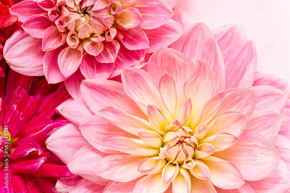 fresh dahlia, top view fresh dahlia, top view