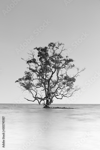 Black and white shot of a lone tree partially submerged in the sea, Thailand