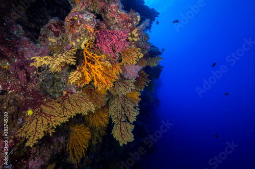 Colorful soft corals growing out of a reef wall