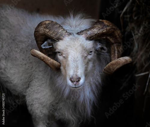 Ram with big and curved horn