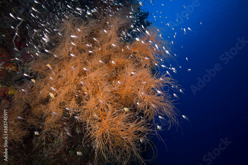Colorful soft coral on the reef