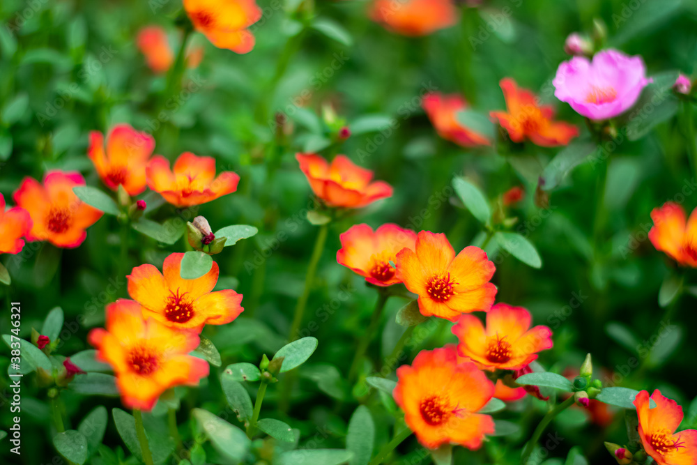 Beautiful Common Purslane flowers