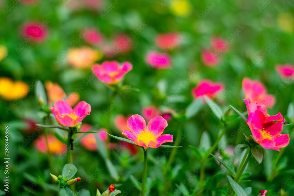 Beautiful Common Purslane flowers