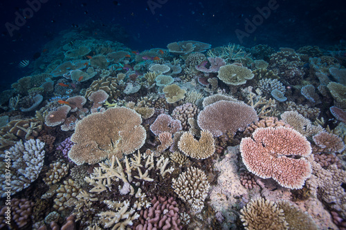 Fototapeta Naklejka Na Ścianę i Meble -  Healthy, colorful corals at the reef