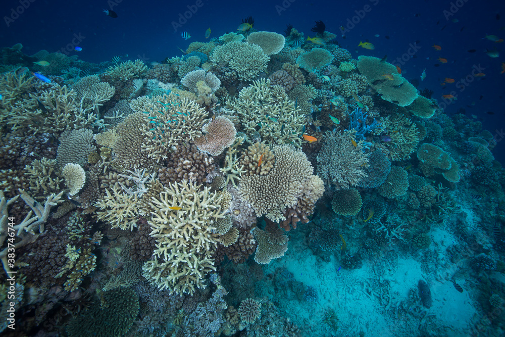Naklejka premium Healthy, colorful corals at the reef