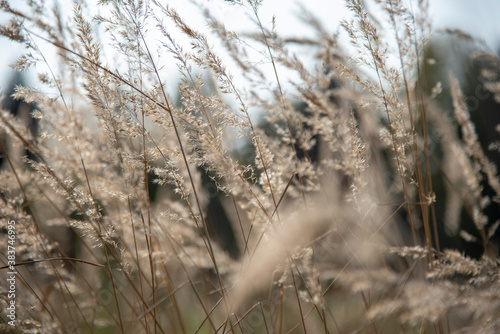 Full frame dry grass as an abstract backdrop. Natural background  selective focus.