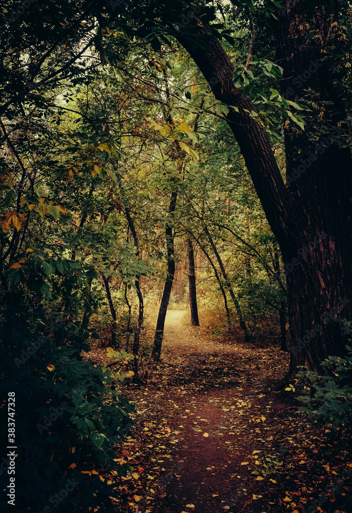 Naklejka premium Autumn forest landscape, trees in the sunlight.
