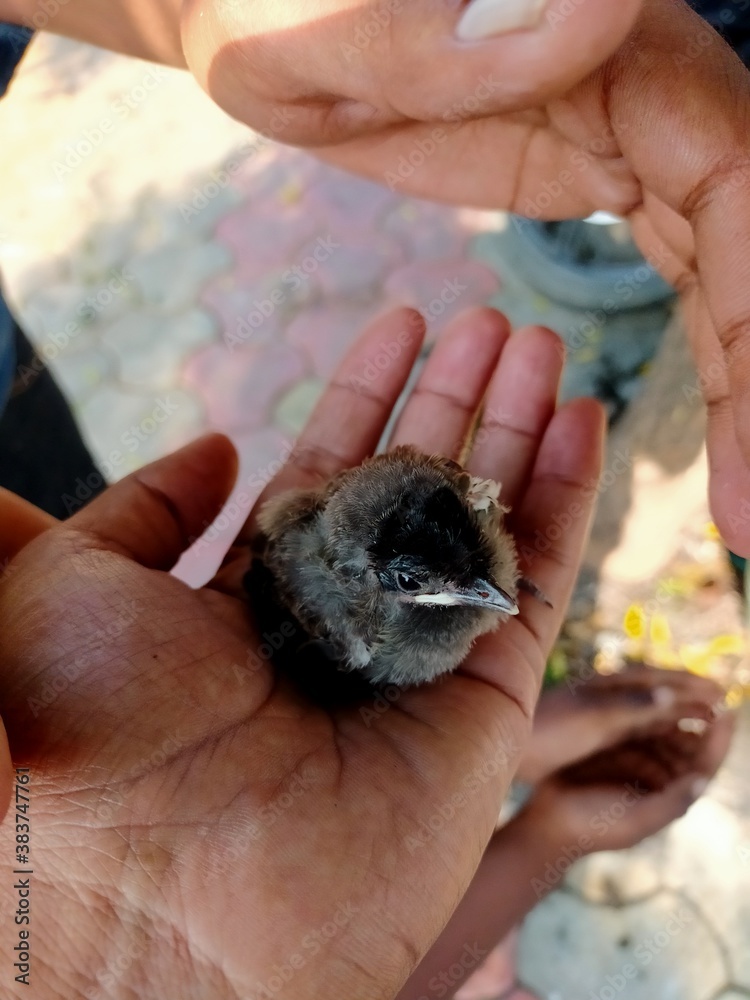 Obraz premium Cute bird