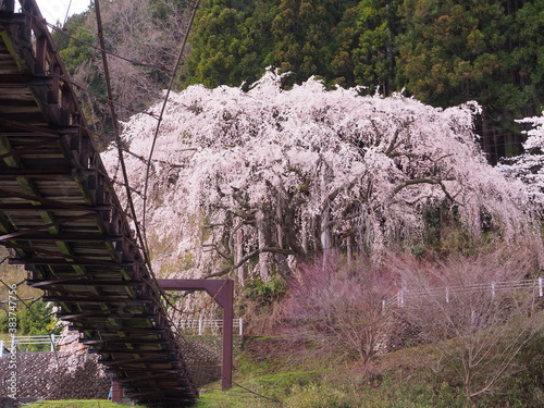 桜と魚ヶ渕のつり橋