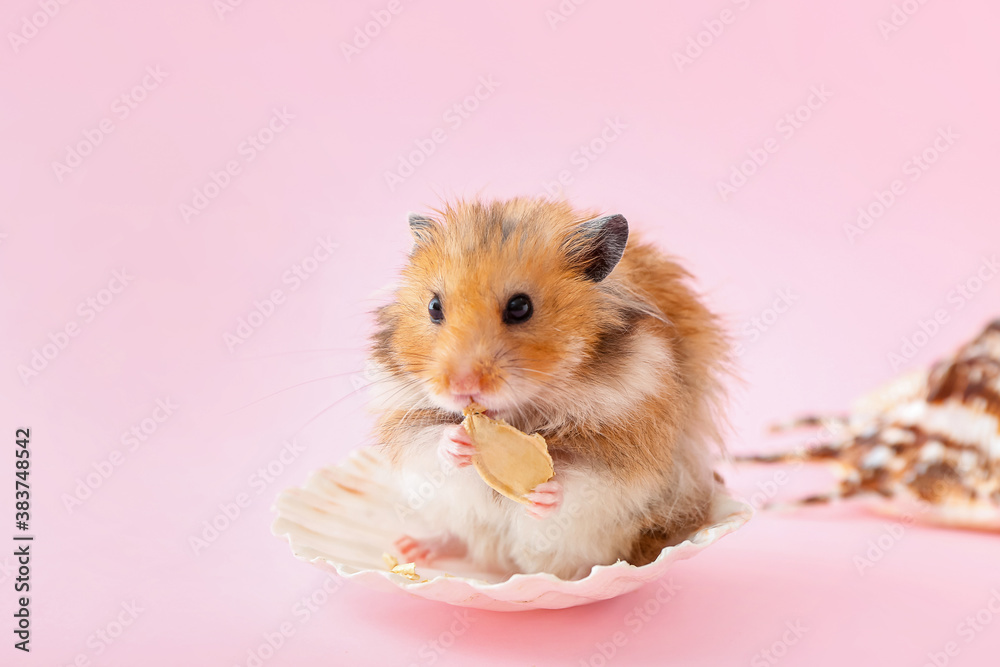 Funny hamster with pumpkin seed on color background Funny hamster with pumpkin seed on color background