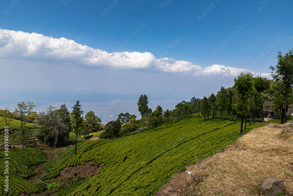 a beautiful view of tea garden ,mountains and a village at ooty,tamilnadu