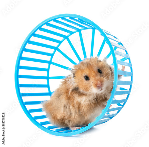 Funny hamster with wheel on white background