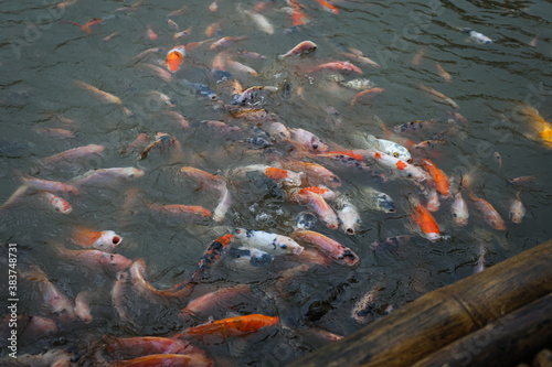 Koi Fishes swimming inside a pond