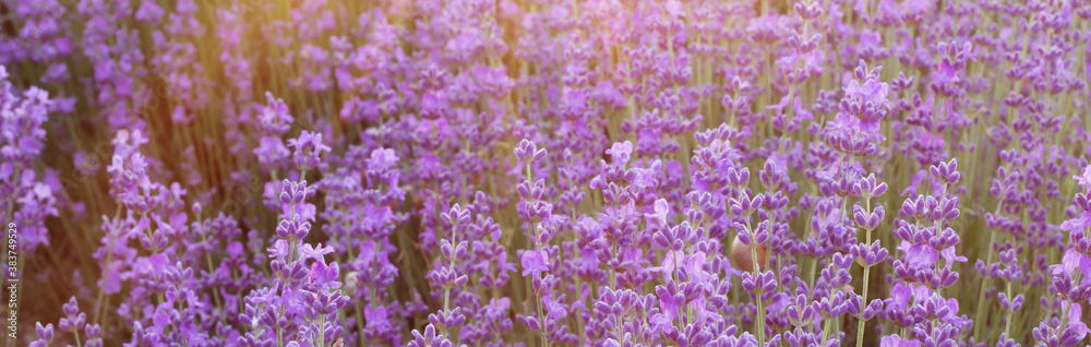 Fototapeta premium Lavender bushes closeup.