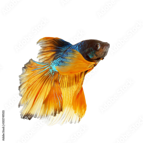 Bule-yellow betta fighting fish with isolated a on white background 