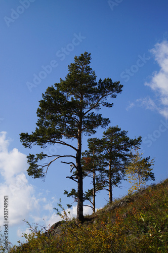 sky green pine tree nature landscape outdoors sun mountain