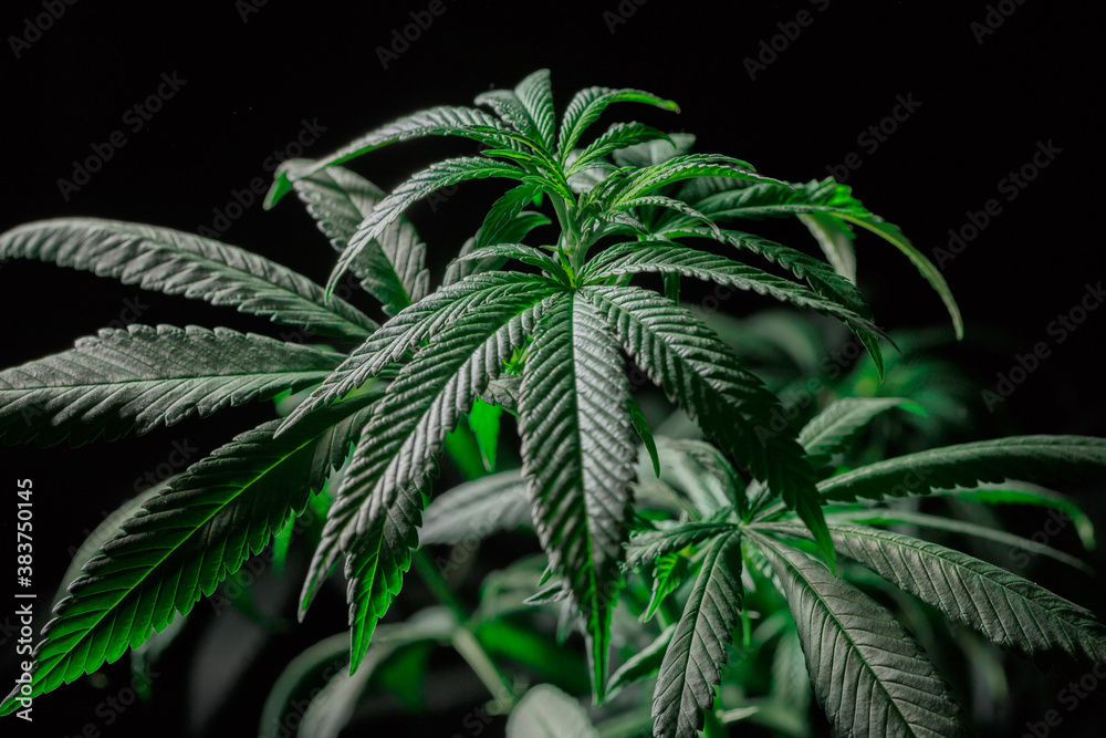 Mature marijuana plant with bud and leaves. Marijuana plant texture on an indoor cannabis farm.The concept of Indoor grow marijuana. marijuana for recreational purposes. Mature marijuana plant with bud and leaves. Marijuana plant texture on an indoor cannabis farm.The concept of Indoor grow marijuana. marijuana for recreational purposes.