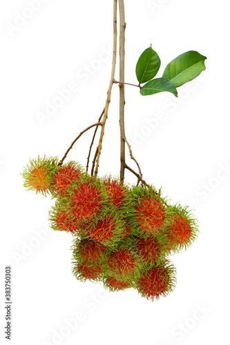 Fresh rambutan fruit with isolated on a white background
