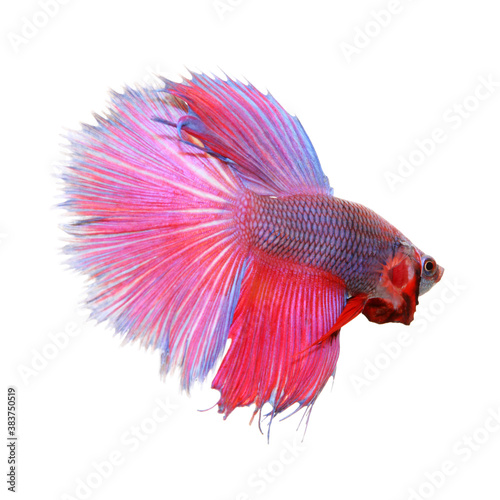 Colorful of siamese fighting fish, betta isolated on white background. Thai fighting fish