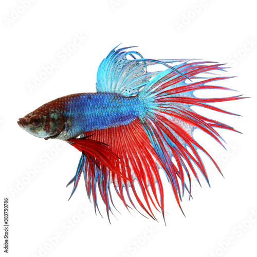 Siamese fighting fish, red and blue betta isolated on white background. Thai fighting fish