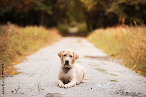 Labrador dog on the road in autumn forest