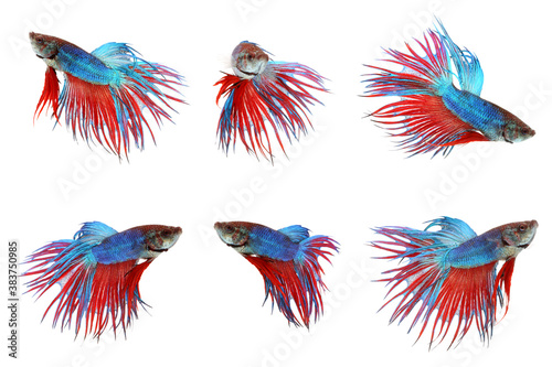 Set of siamese fighting fish  red and blue betta isolated on white background. Thai fighting fish