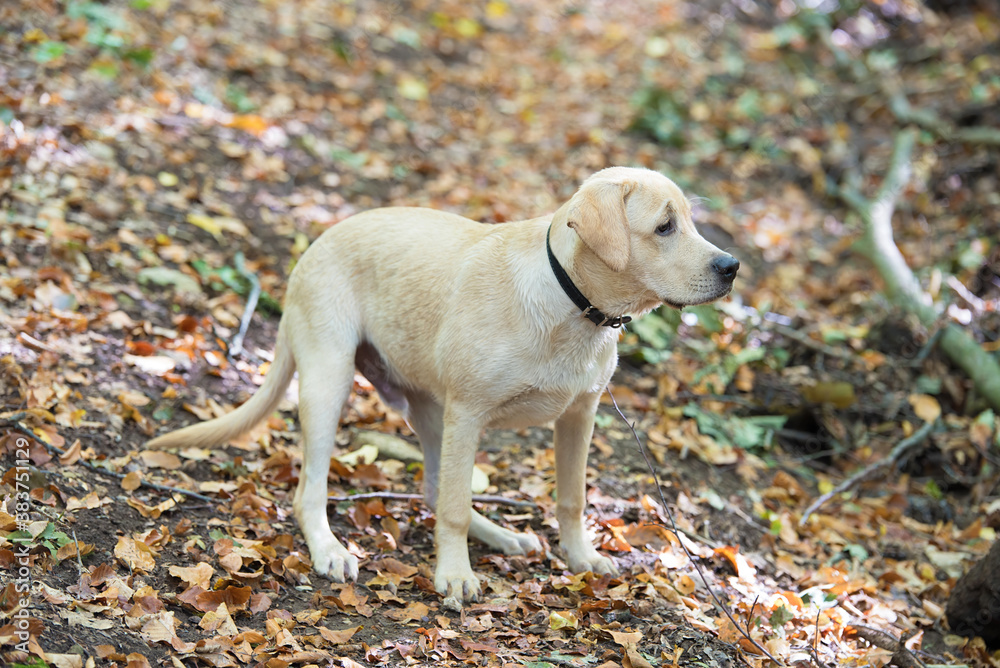 Labrador dog in the autumn nature
