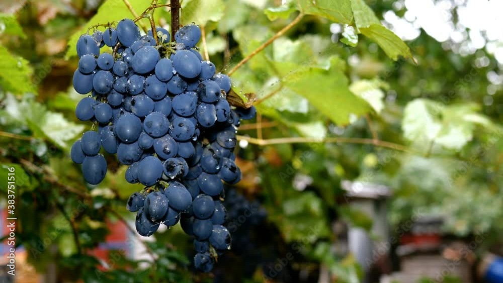 Bunch of dark grapes hang swaying in rain in vineyard or backyard. Raindrops on grapes. Rainy autumn and harvest concept. Close-up. Bunch of dark grapes hang swaying in rain in vineyard or backyard. Raindrops on grapes. Rainy autumn and harvest concept. Close-up.